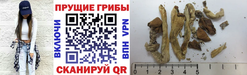 Псилоцибиновые грибы Psilocybine cubensis Свободный